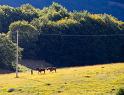 IMG_1100 copy